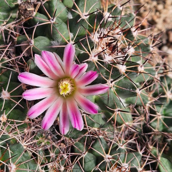 Mammillaria johnstonii v. guaymasensis
